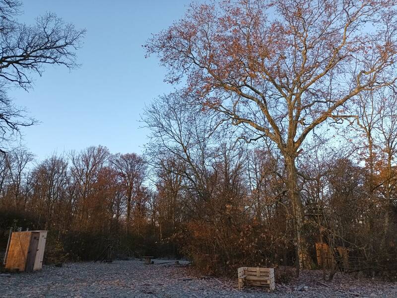 Ein großer, unbelaubter Baum steht auf einer frostigen Lichtung, umgeben von weiteren Bäumen und mit einem kleinen Holzschuppen und einer Bank im Vordergrund.