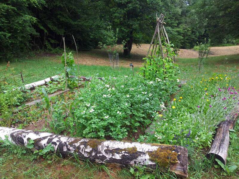 Ein üppig bepflanztes Gartenbeet mit verschiedenen Pflanzen und Blumen, umgeben von einem grünen Rasen und Bäumen im Hintergrund.