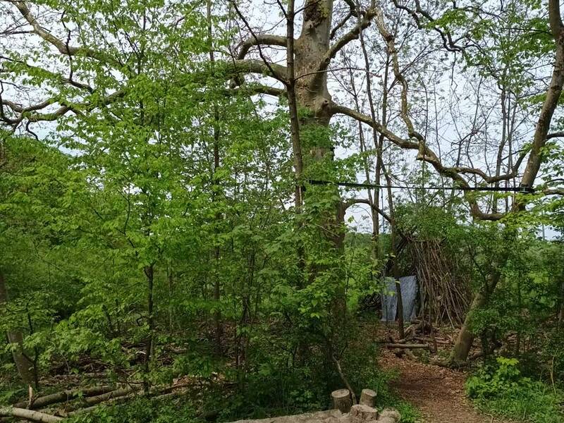 Eine Lichtung im Wald mit einer sandigen Fläche und einem großen, verzweigten Baum im Hintergrund.