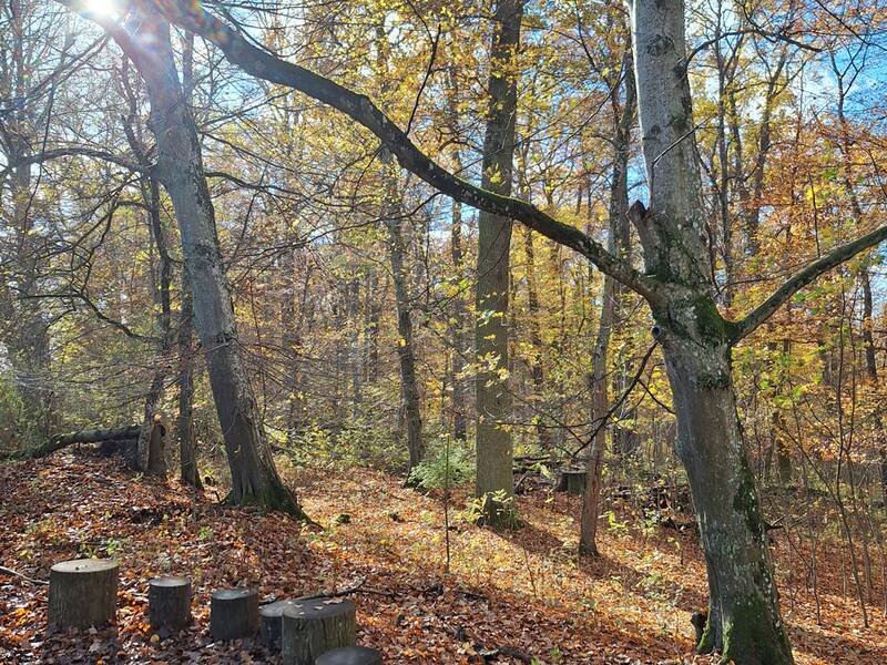 Im Bild sieht man einen herbstlichen Wald mit Sonnenlicht, das durch die Bäume scheint, und Baumstümpfen, die auf einem Blattteppich angeordnet sind.